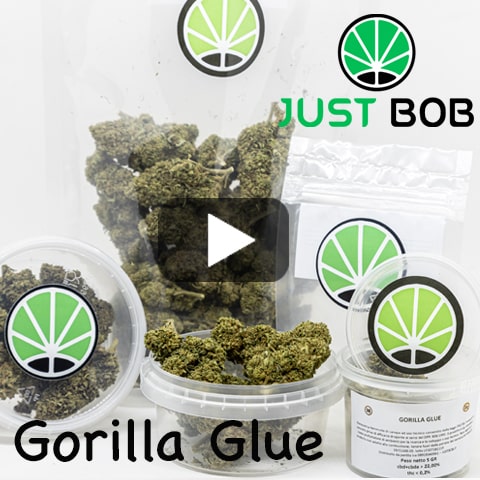 gorilla glue