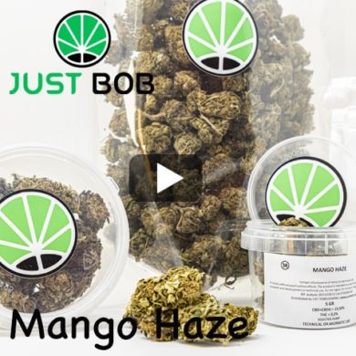 Mango-Haze-Video