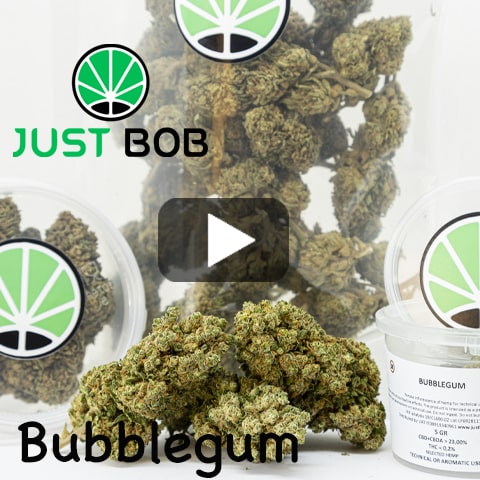 bubblegum-video-france