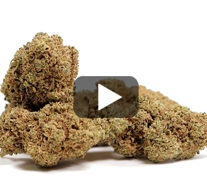 cannabis cbd white widow cannabis cbd white widow