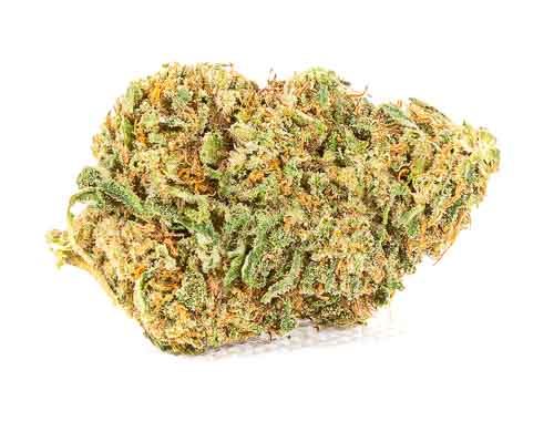 CBD Blüten der Sorte Master Kush