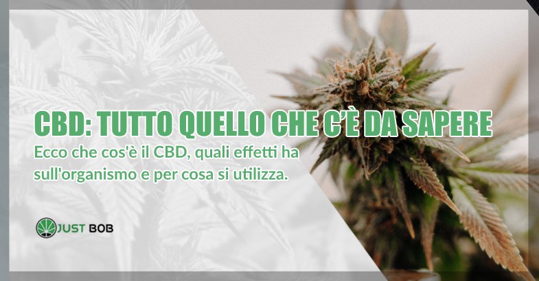 CBD tutto quello che c’è da sapere