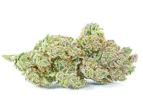 Cbd Blüten von Gorilla Glue Sorte