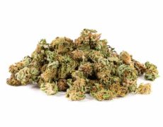 Knospe von cbd gras der Outdoor Mix Art
