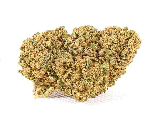 Mango Haze CBD Gras