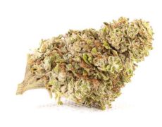 Zkittles cbg Blüte von Cannabis CBD gras