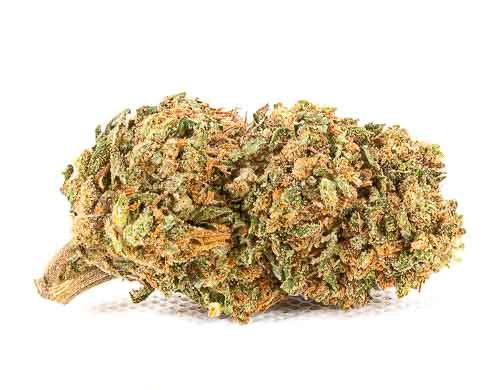 Cbd blüten der Melon Kush Qualität