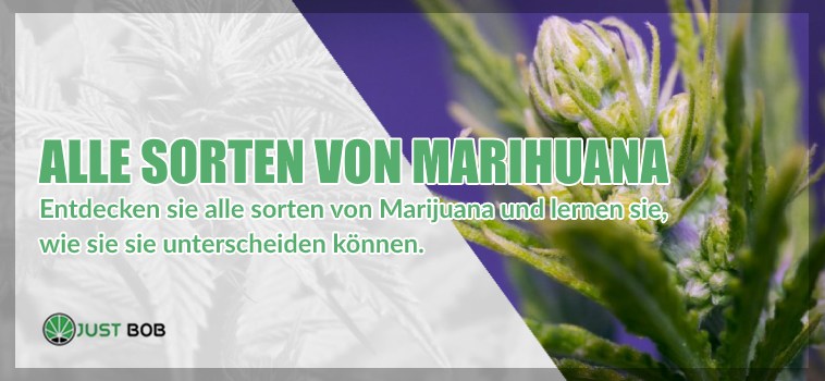 Alle Sorten von Marihuana