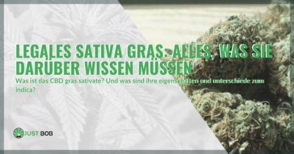 Legal Sativa Gras: Alles, was sie darüber wissen müssen