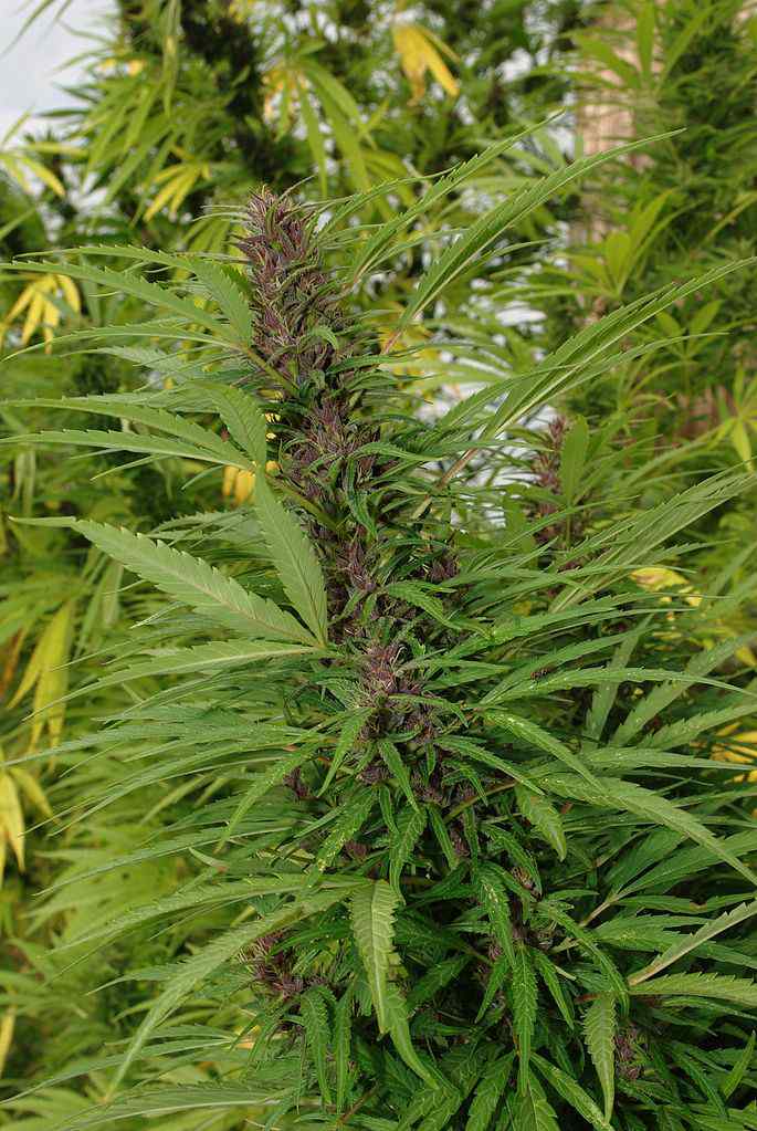 Tipi di marijuana - FEMMINILE