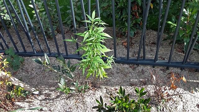 Tipi di marijuana- RUDERALIS