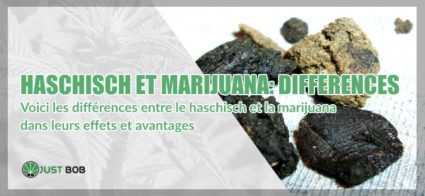 Voici les différences entre le haschisch et la marijuana dans leurs effets et avantages