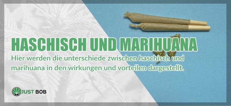 Haschisch und Marihuana: alle Unterschiede