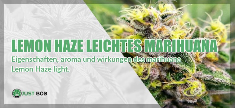 Lemon Haze leichtes Marüber wissen müssenihuana: Alles, was Sie dar