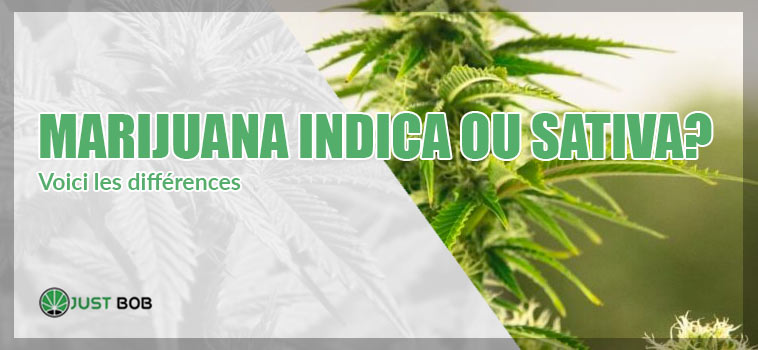 Voici les différences: marijuana indica ou sativa?