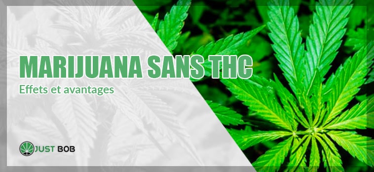 Effets et avantages du cannabis sans THC