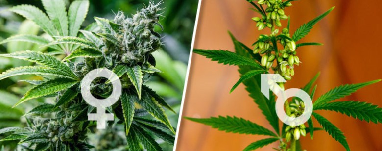 different genders of cbd cannabis