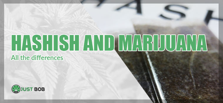 HERE ARE THE DIFFERENCES BETWEEN HASHISH AND MARIJUANA, IN THE EFFECTS AND BENEFITS