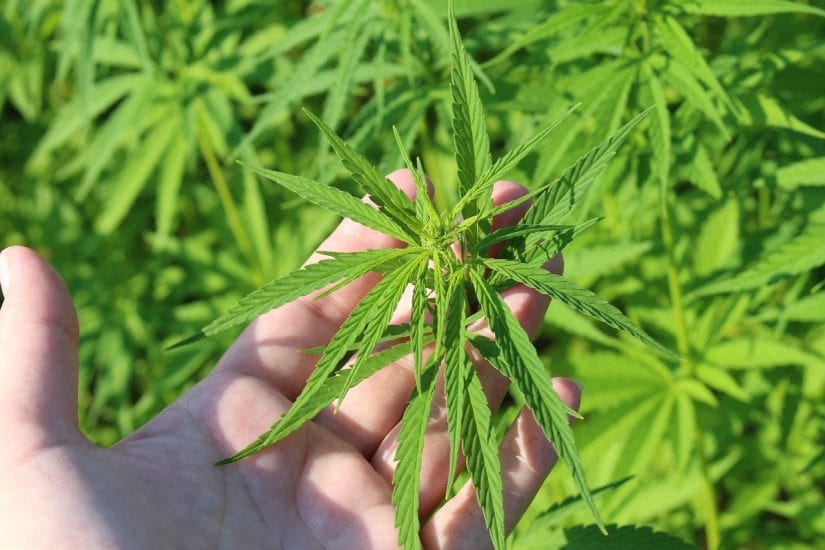 Quali sono gli effetti della canapa sativa legale?