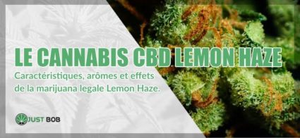 Le cannabis CBD Lemon Haze: tout ce que vous devez savoir