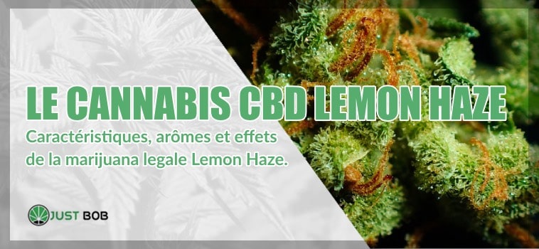 Le cannabis CBD Lemon Haze: tout ce que vous devez savoir