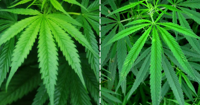 Cannabis Sativa und Indica