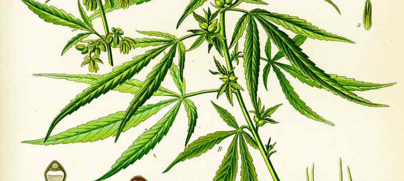 Cannabis Sativa,  una variante di marijuana