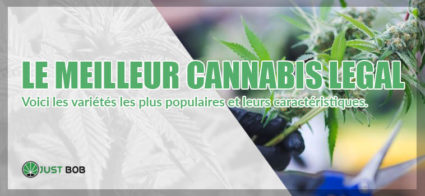 fleurs-de-cannabis-meilleur