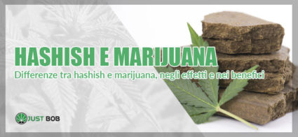 differerenze tra hashish e marijuana, negli effetti e nei benefici