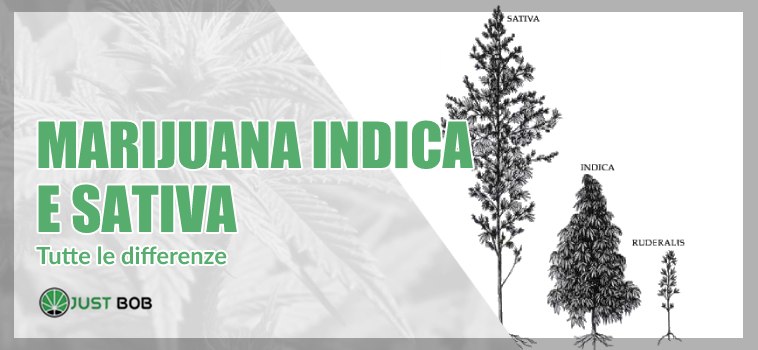 Tutte le differenze tra marijuana indica e sativa