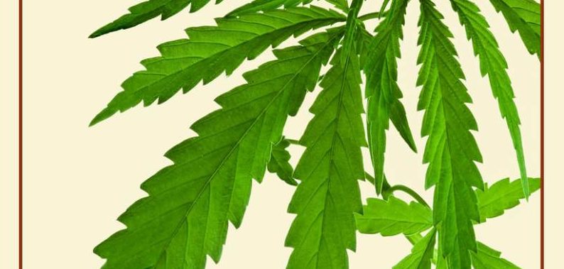 Marijuana indica: caratteristiche della pianta