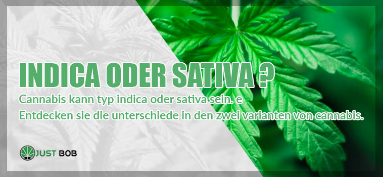 Cannabis kann typ Indica oder Sativa sein.