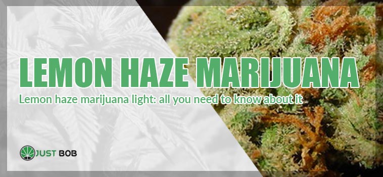 Lemon Haze Marihuana Light: all you need to know about it