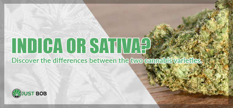 Discover the differences between the two cannabis varieties