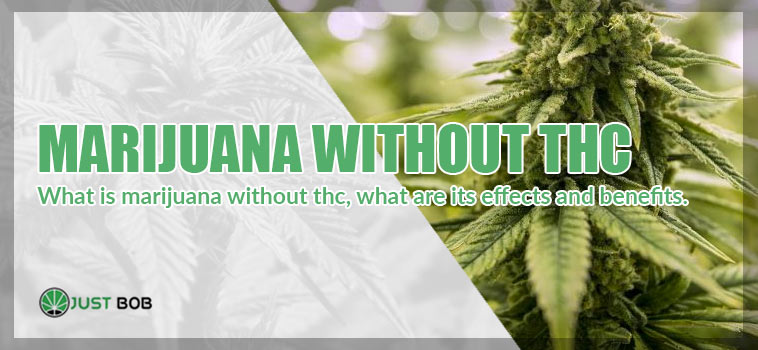 What is marijuana withour thc, what are its effects and benefits