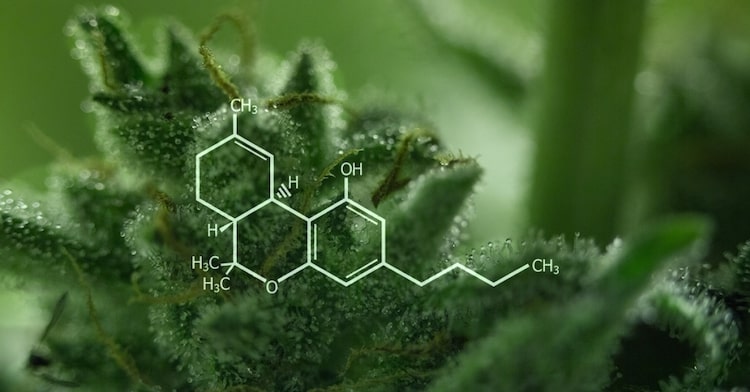 Cosa è il THC?