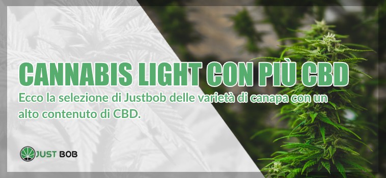 La selezione di varietà di canapa con alto contenuto di CBD