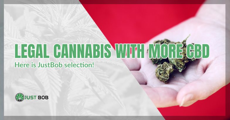 CBD Cannabis: here is the Justbob selection
