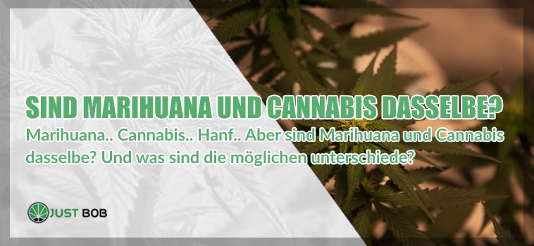 ABER SIND MARIHUANA UND CANNABIS DASSELBE?
