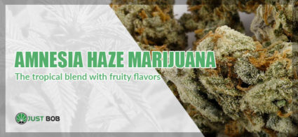 CALIFORNIA HAZE MARIJUANA, THE TROPICAL BLEND WITH FRUITY FLAVORS