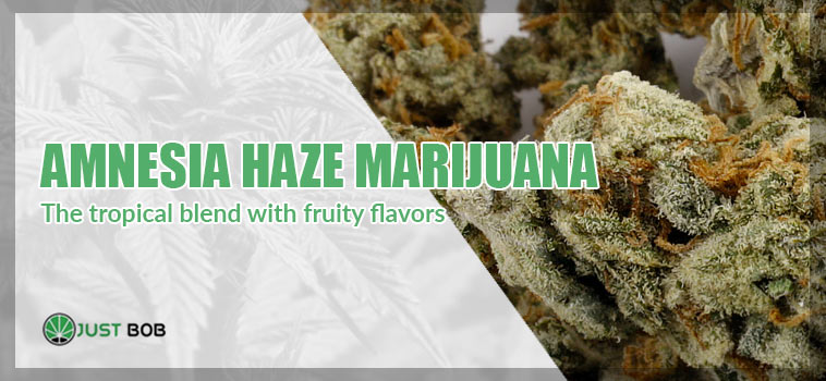 CALIFORNIA HAZE MARIJUANA, THE TROPICAL BLEND WITH FRUITY FLAVORS