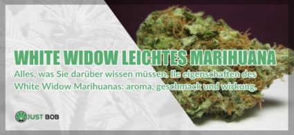 White Widow Marihuana: Alles, was Sie darüber wissen müssen.