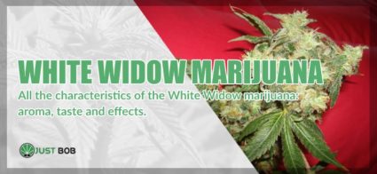 White Widow marijuana: all you need to know about it