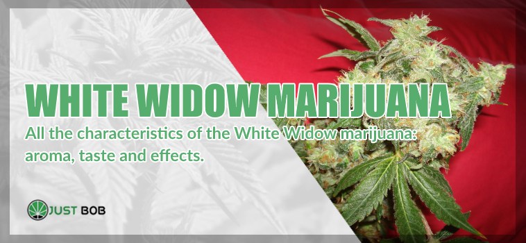 White Widow marijuana: all you need to know about it