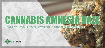 Le cannabis Amnesia Haze : toutes les caractéristiques de cette variété