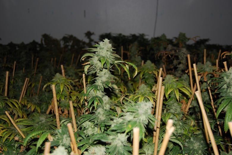 Comment consommer du cannabis CBD ?
