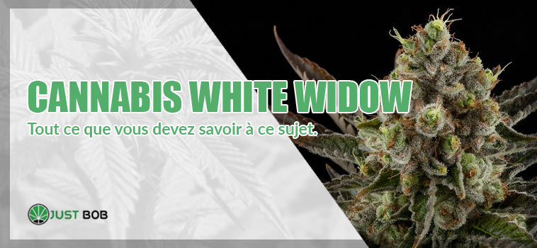 White widow: tout ce que vous devez savoir