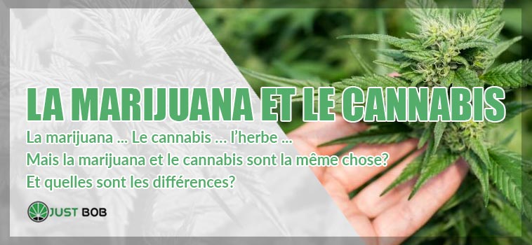 Différences entre Marijuana et Cannabis