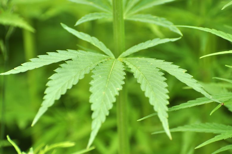 Les effets en fumant du cannabis légal