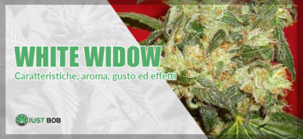 White widow marijuana: tutto quello che devi sapere a riguardo.